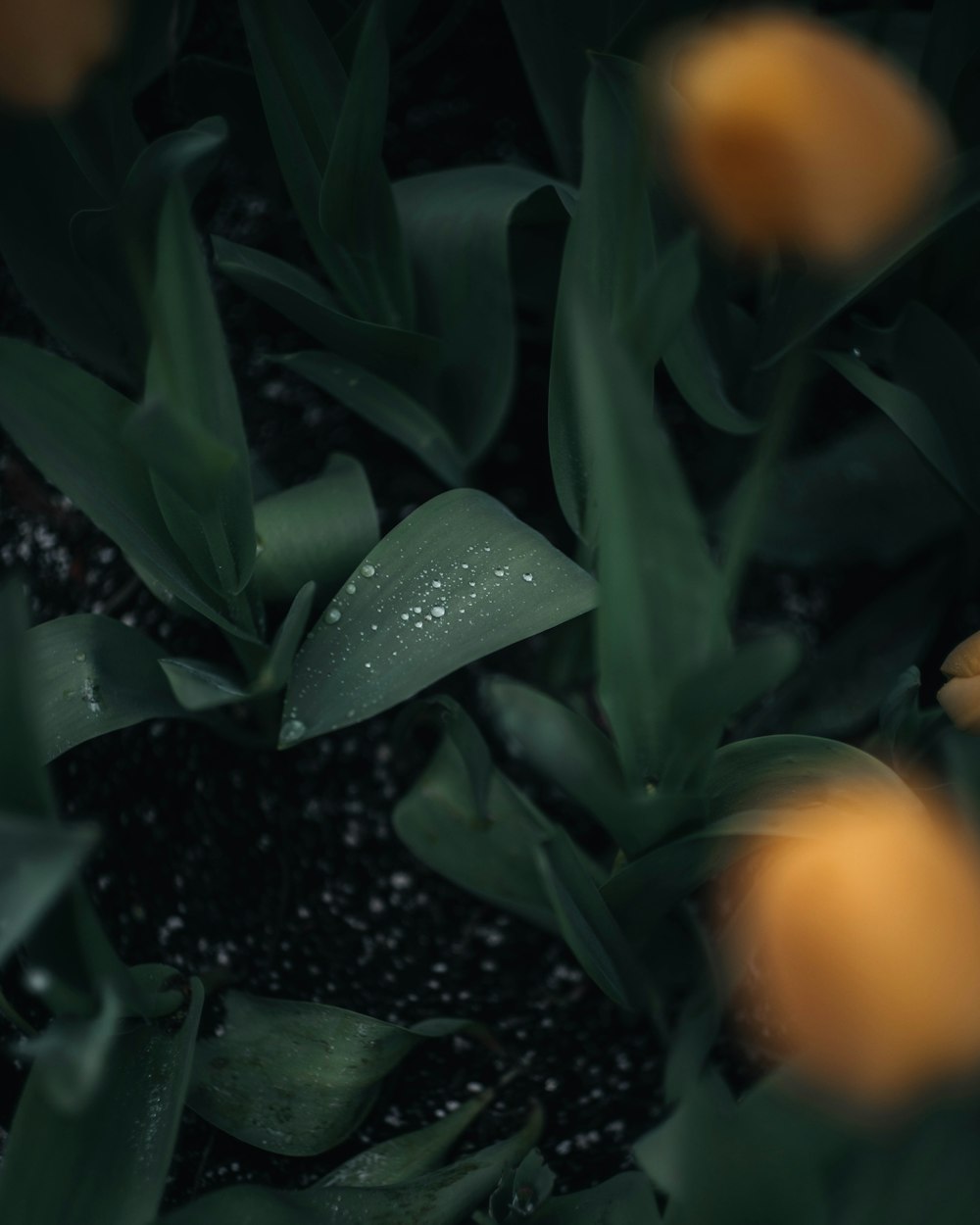 a close up of a flower