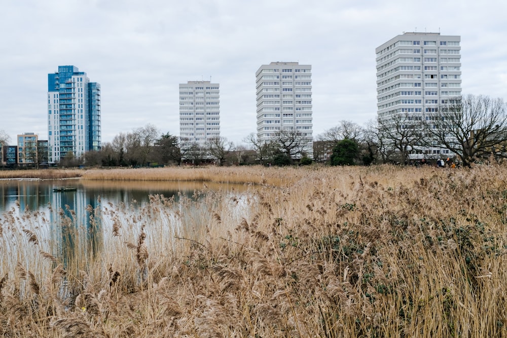 brown grass near body of water during daytime