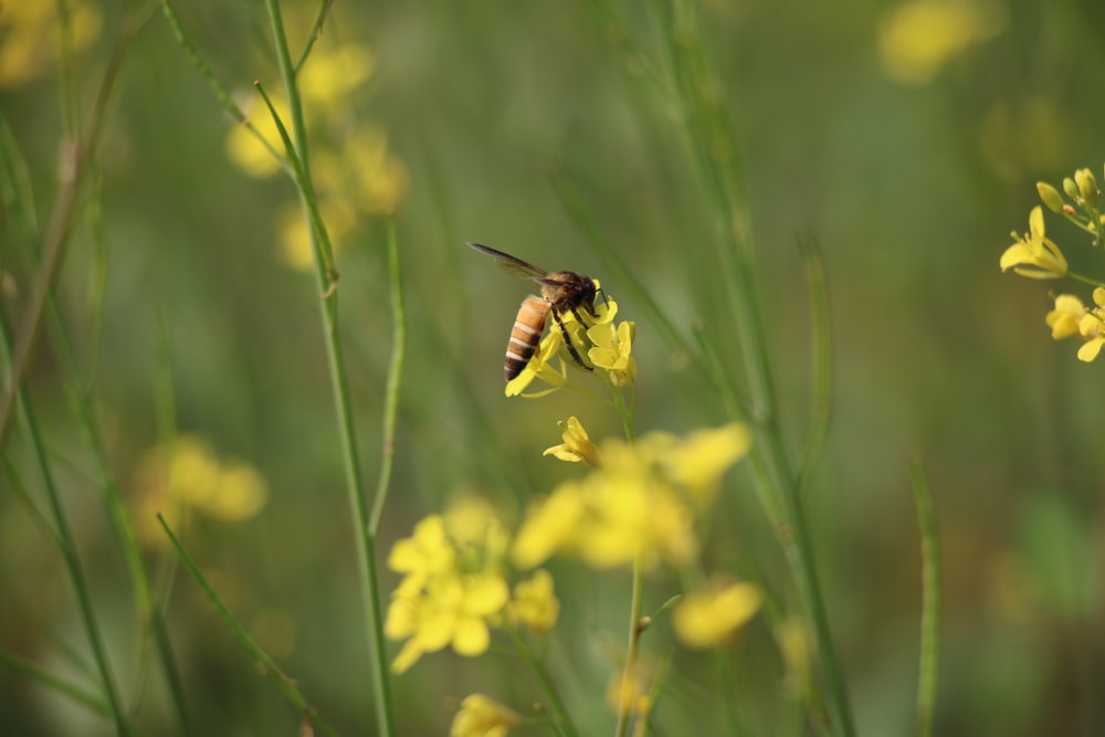 yellow and black bee on yellow flower