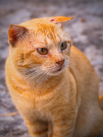 A ginger cat with distinctive orange fur and yellow eyes, sitting on a textured surface. The cat has a slightly weathered appearance with some marks on its face and ears, conveying a sense of toughness and resilience.