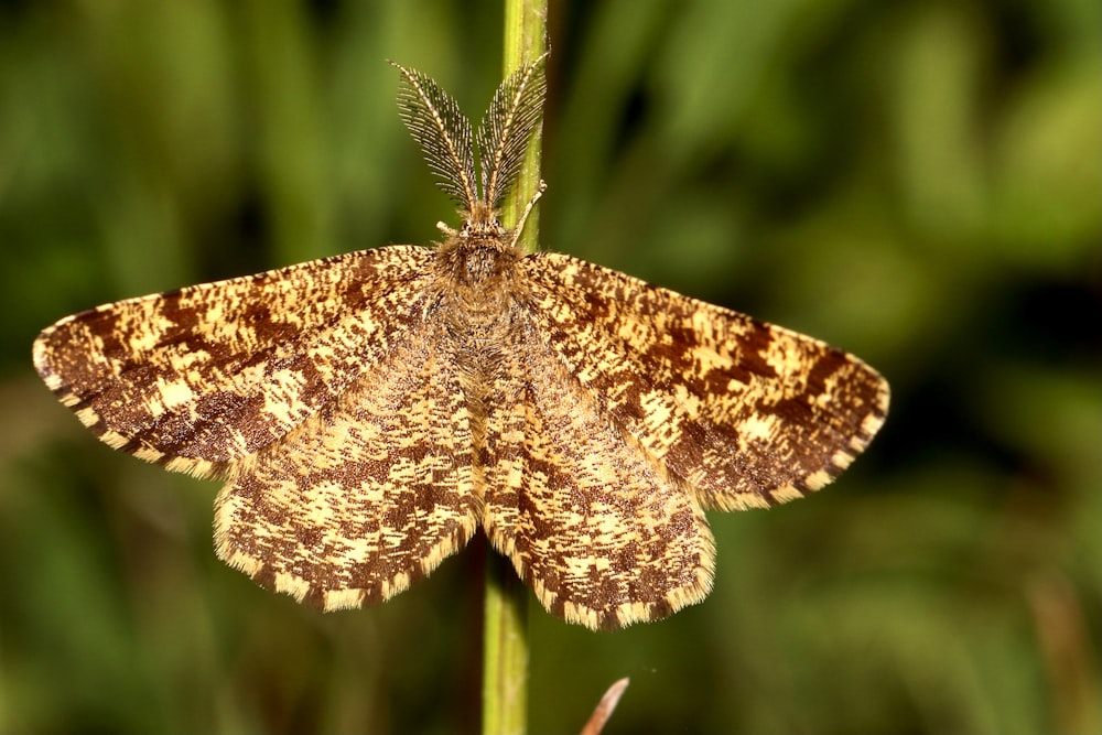 a close up of a brown and white moth on a plant