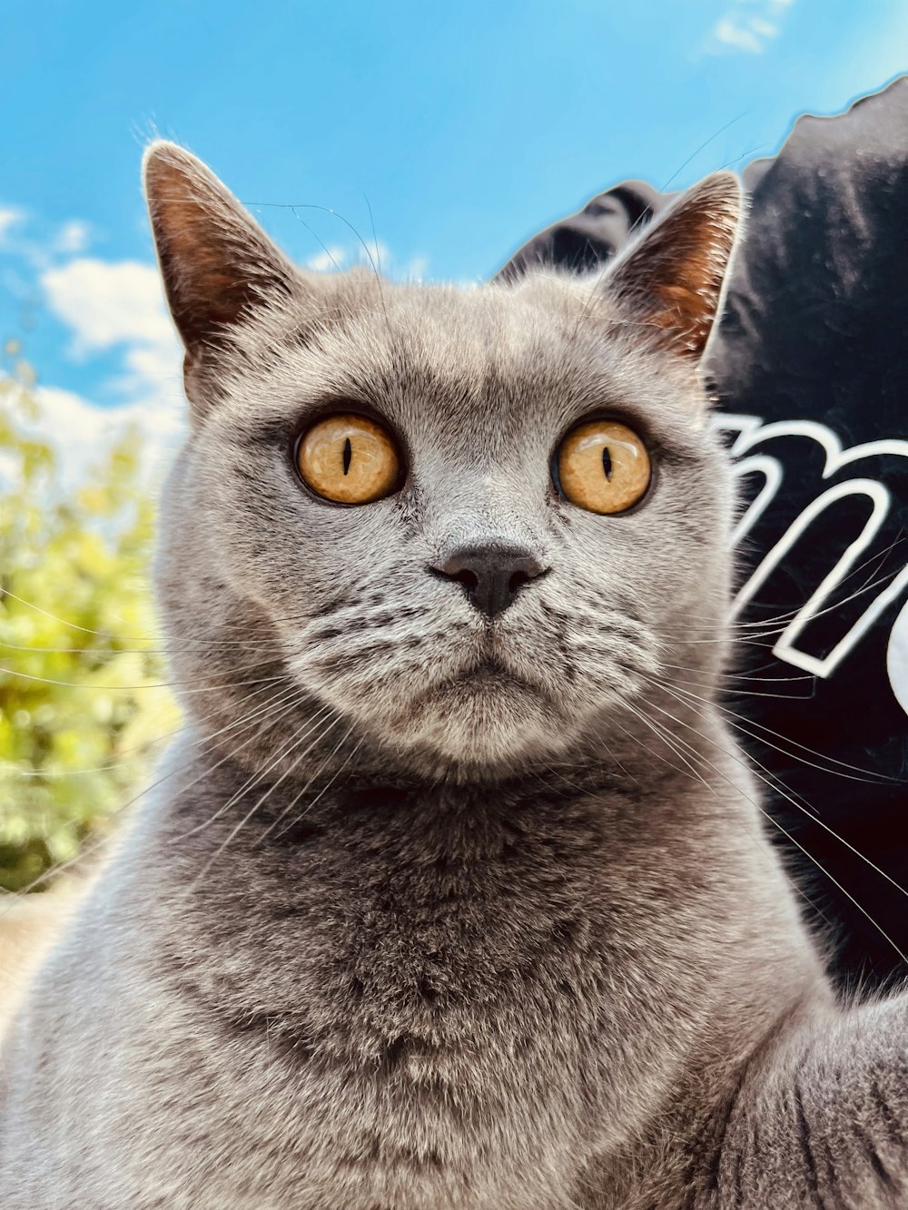 a gray cat with yellow eyes sitting on a person's lap