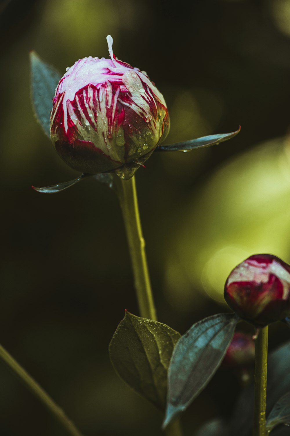 a close up of a flower with a blurry background