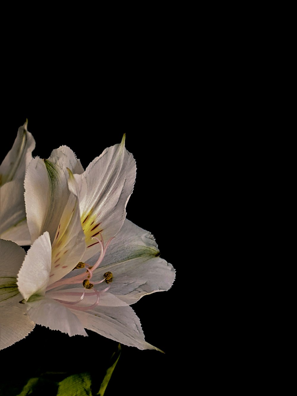 a close up of a white flower on a black background