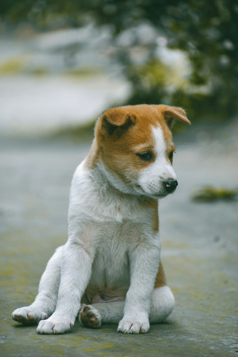 white and brown short coated puppy