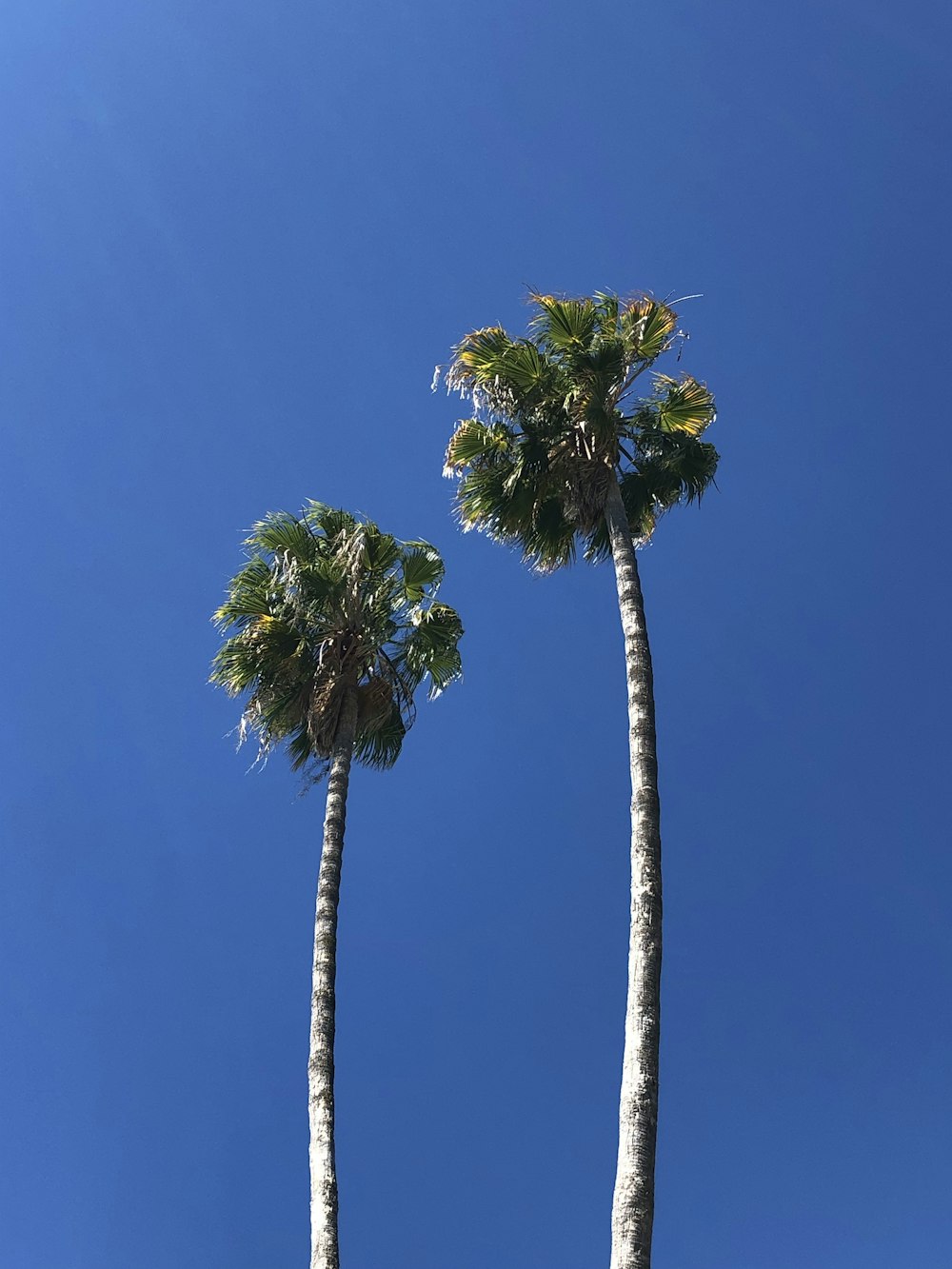 two tall palm trees against a blue sky