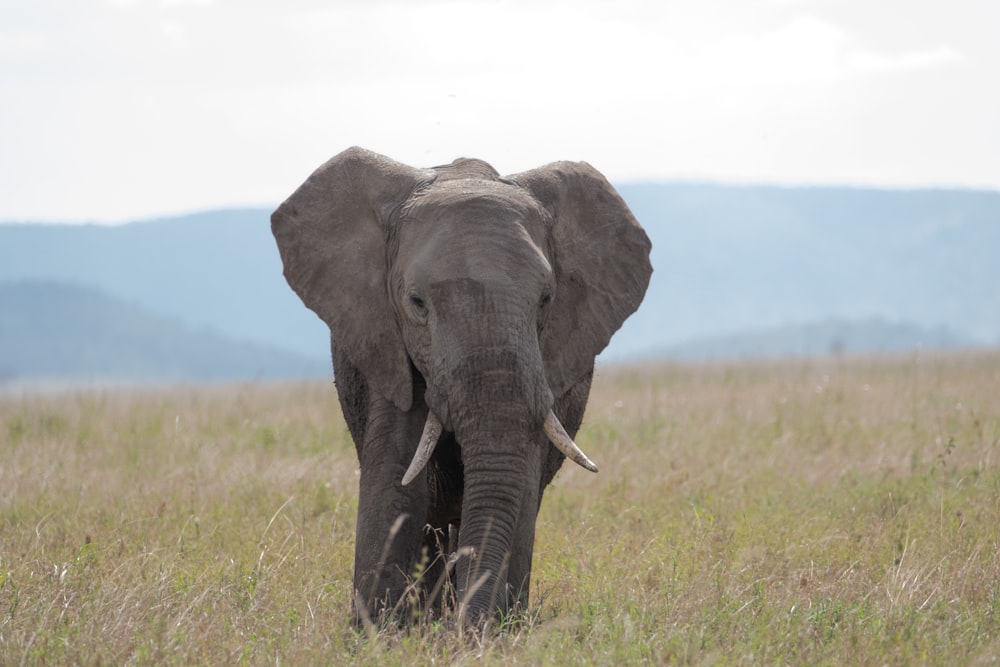 elephant on green grass field during daytime