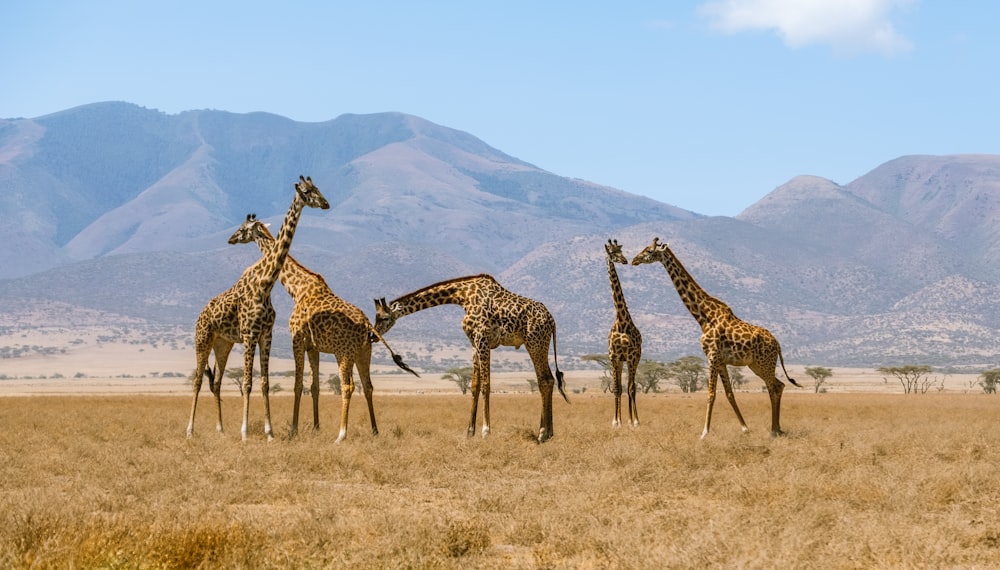 three giraffes on brown grass field during daytime