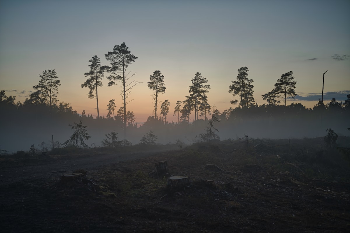 The Link Between Deforestation, Net Zero, and Scope 3 Emissions