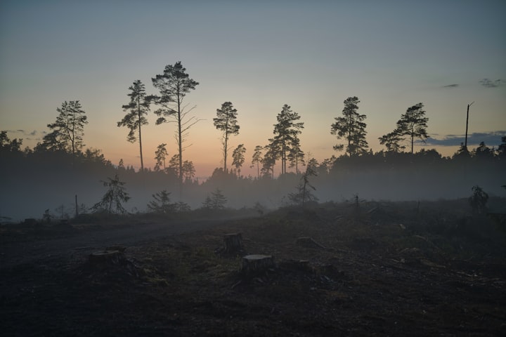 The Link Between Deforestation, Net Zero, and Scope 3 Emissions