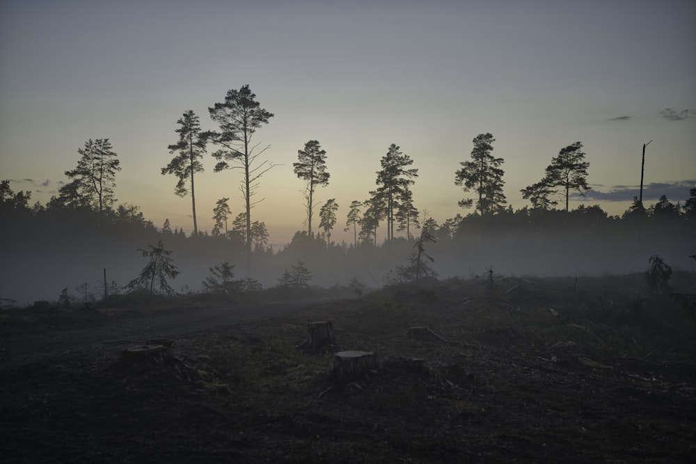 un champ brumeux avec des arbres au loin