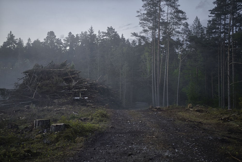 a dirt road in the middle of a forest