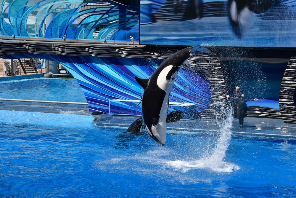 black and white whale in swimming pool during daytime