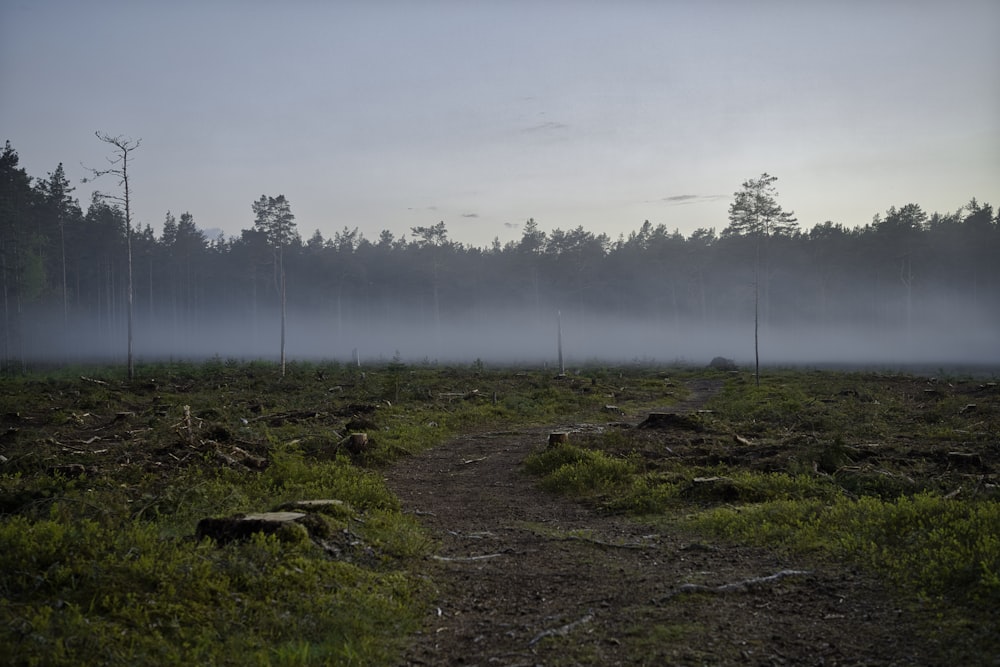 a dirt path in a field with trees in the background