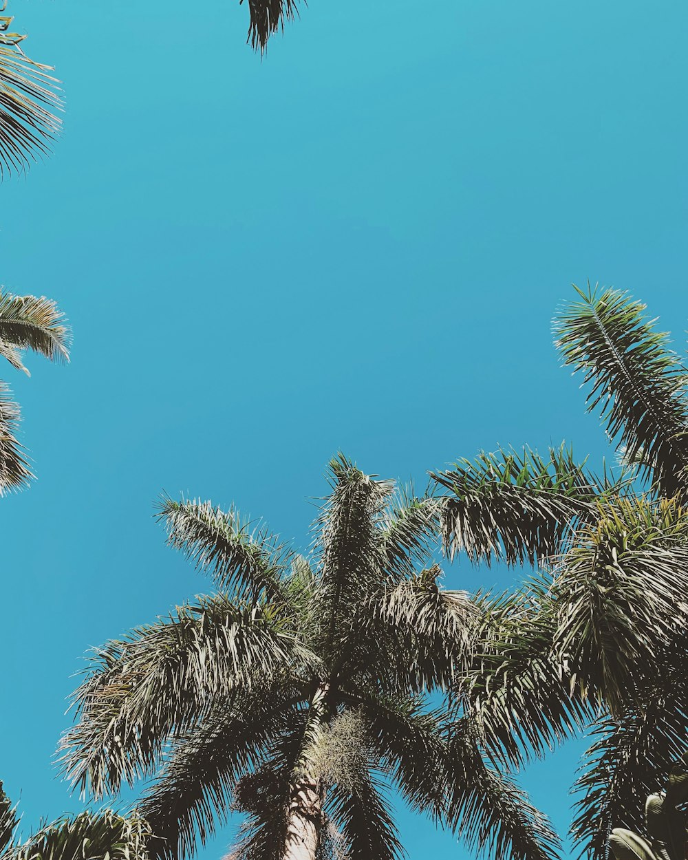 green palm tree under blue sky during daytime