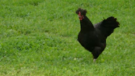A Kelso gamefowl in mid-step, demonstrating its calculated and efficient movement.