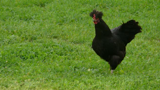 A Kelso gamefowl in mid-step, demonstrating its calculated and efficient movement.
