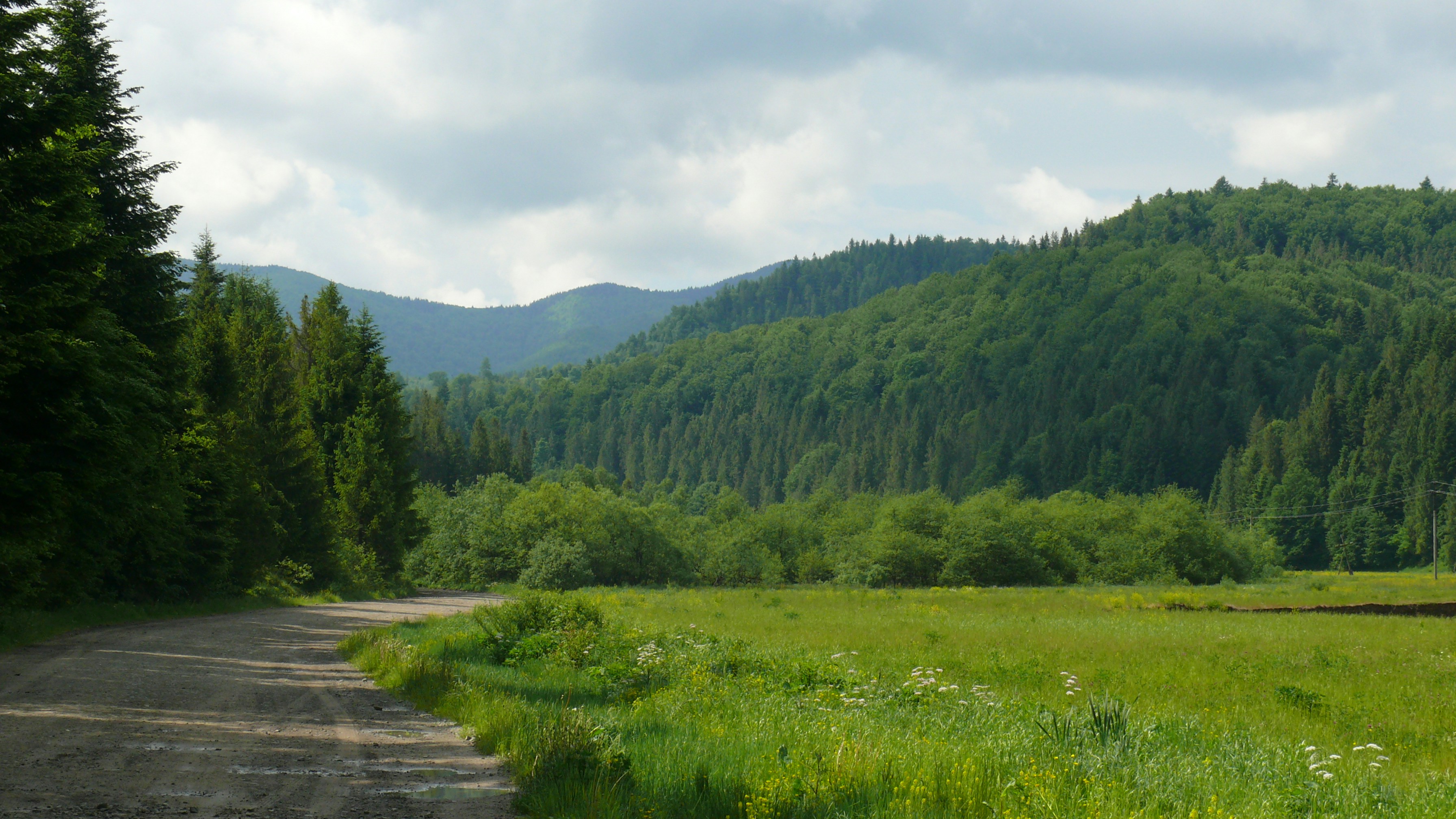 green grass field near green trees and mountain during daytime