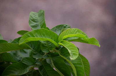 Stevia Meethi Tulsi Growing India — Zero Calorie Sweetener Encyclopedia
