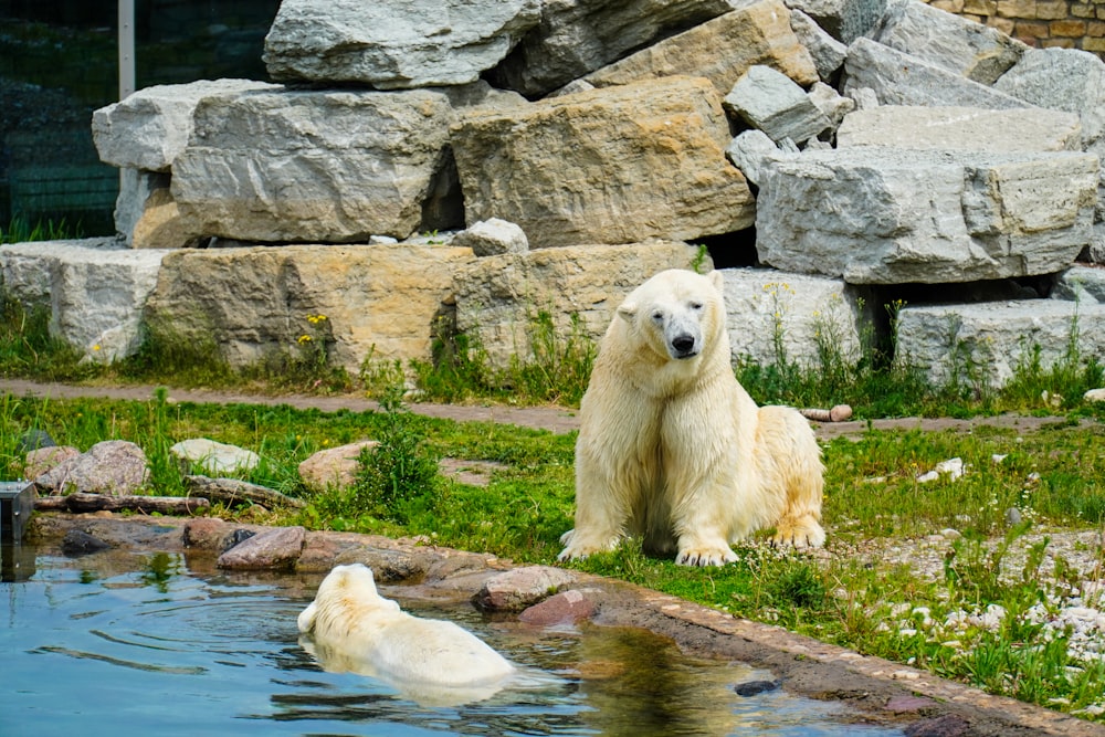 a polar bear sitting next to a pool of water