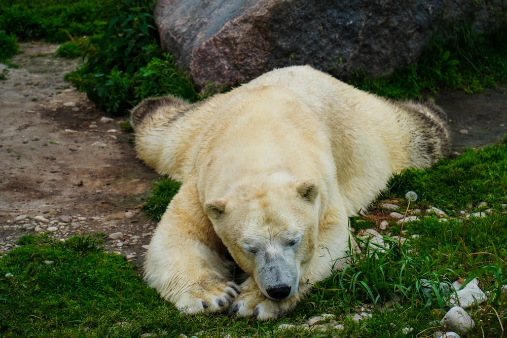 a polar bear laying on the ground next to a rock