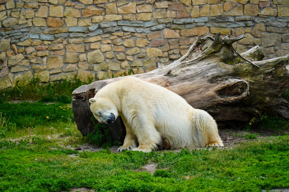 a polar bear sitting in the grass next to a log