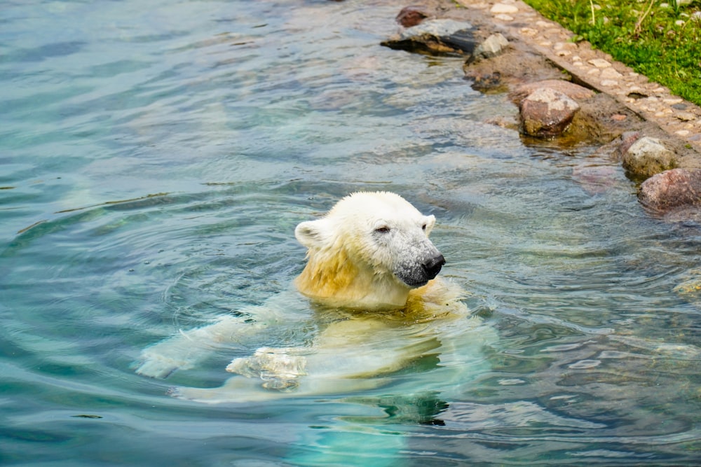 a polar bear swimming in a body of water