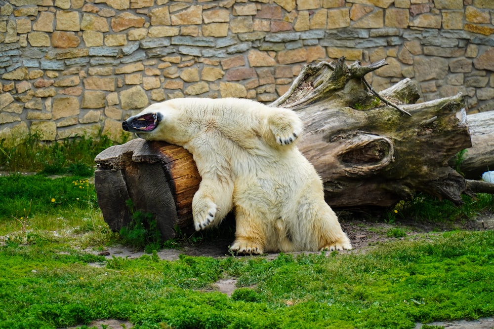 a polar bear sitting on top of a wooden barrel