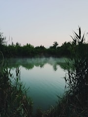green grass near lake during daytime