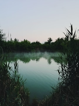 green grass near lake during daytime