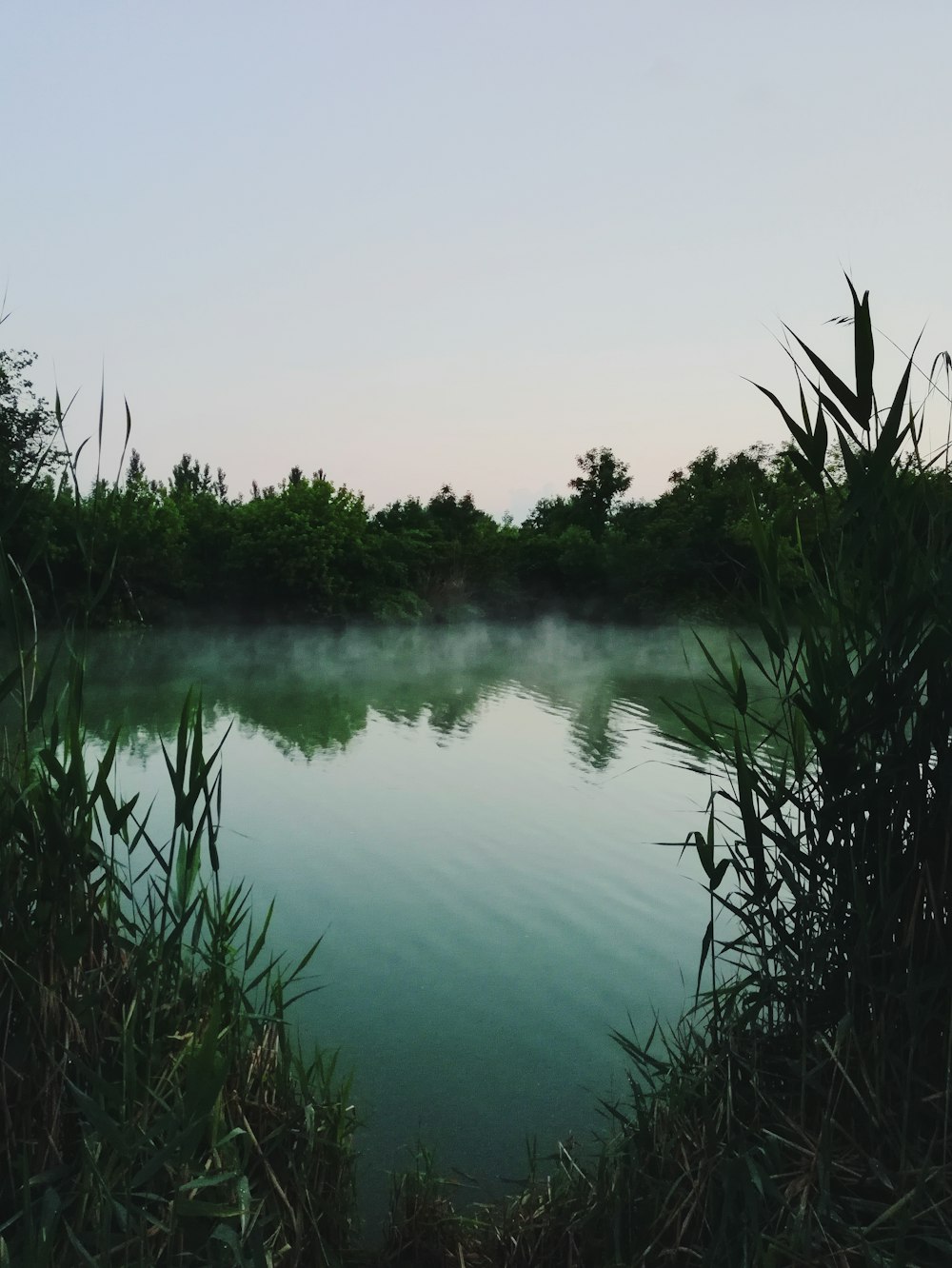 herbe verte près du lac pendant la journée