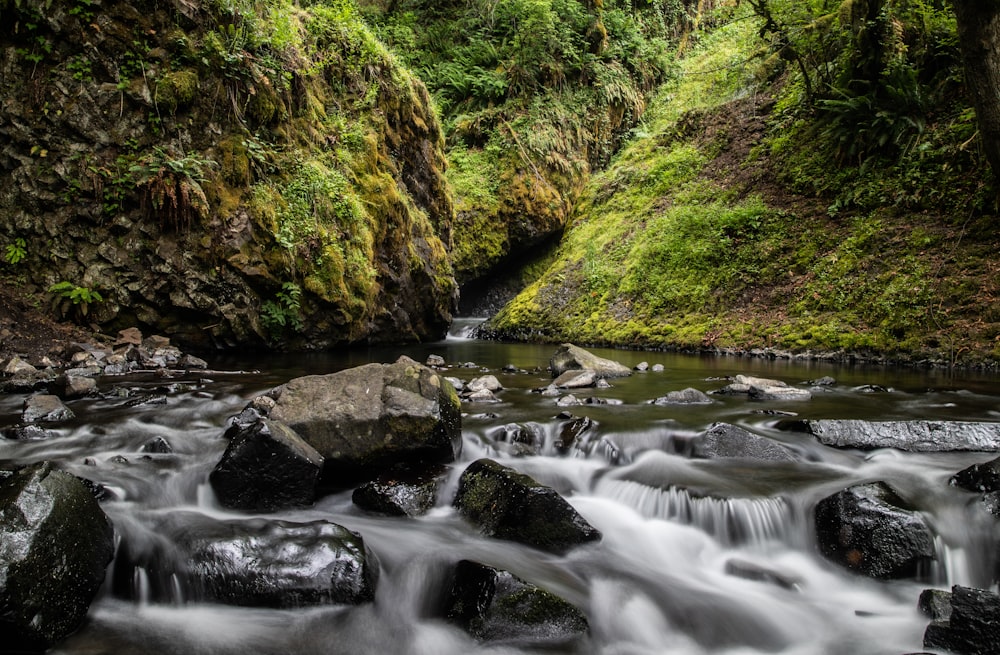 a stream running through a lush green forest