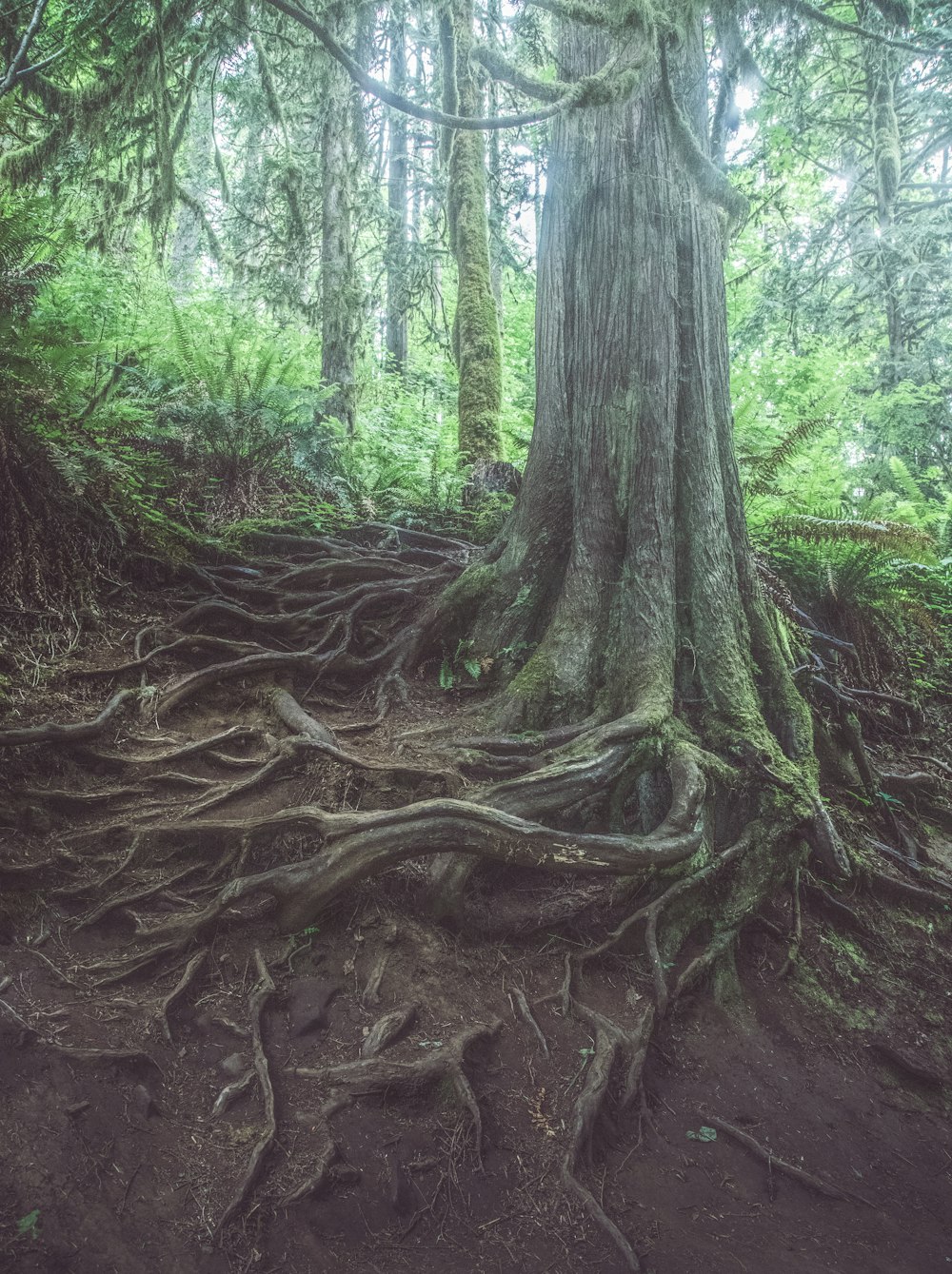 Un grande albero con molte radici in una foresta