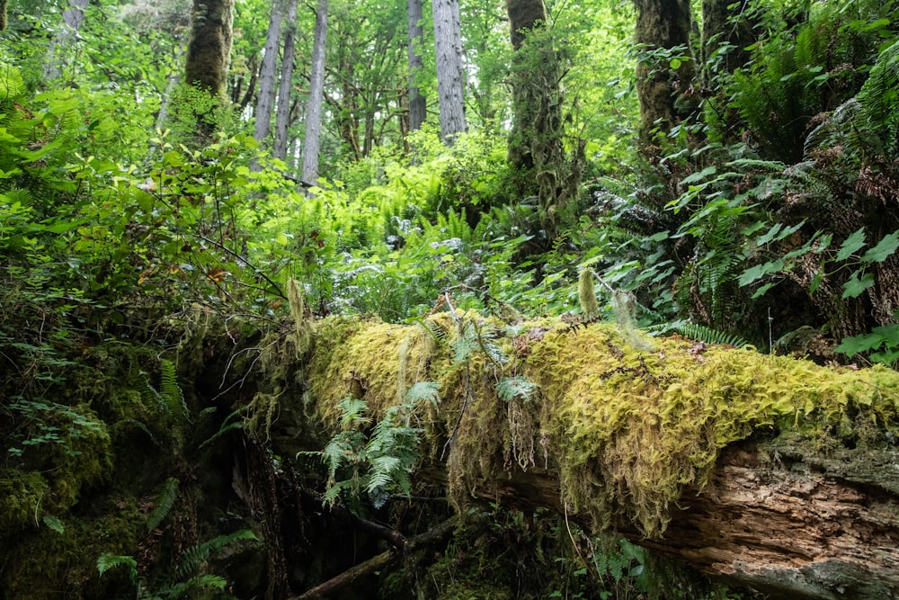 a fallen tree in the middle of a forest