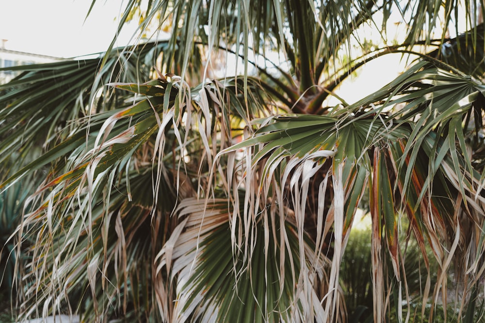 a close up of a palm tree with lots of leaves