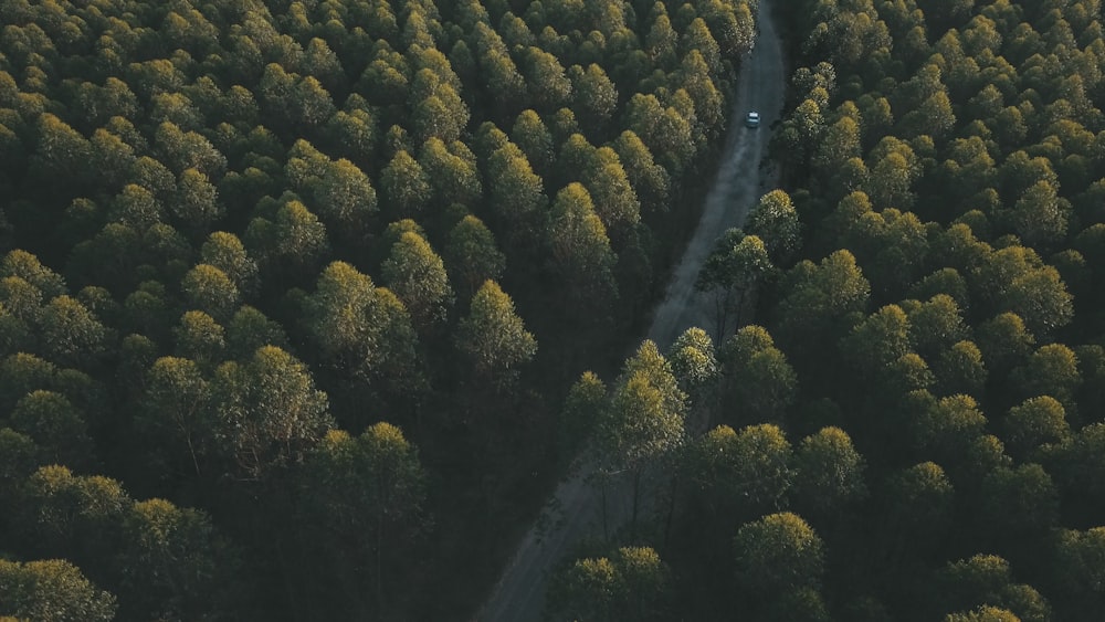 an aerial view of a road surrounded by trees