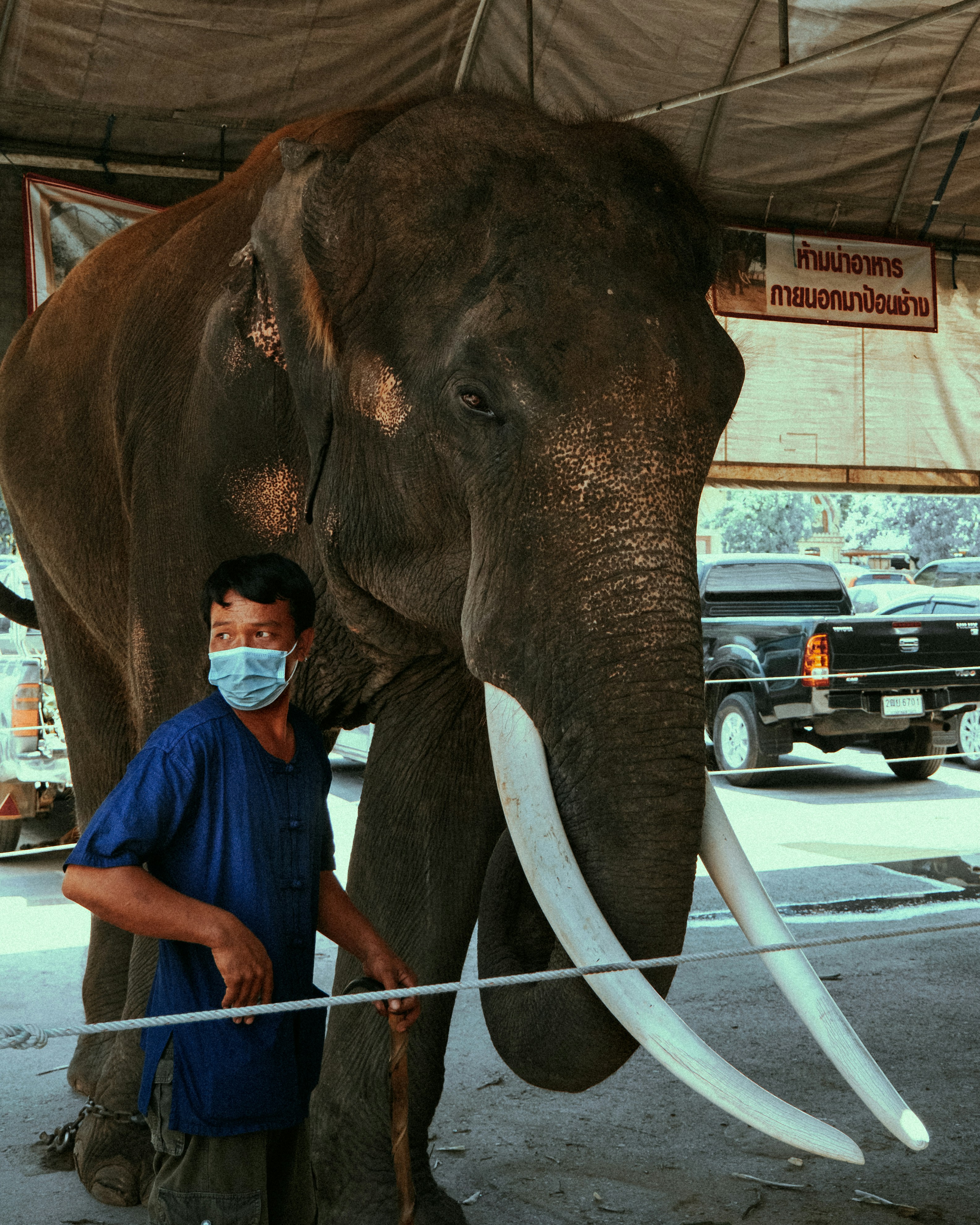 a man standing next to an elephant wearing a face mask