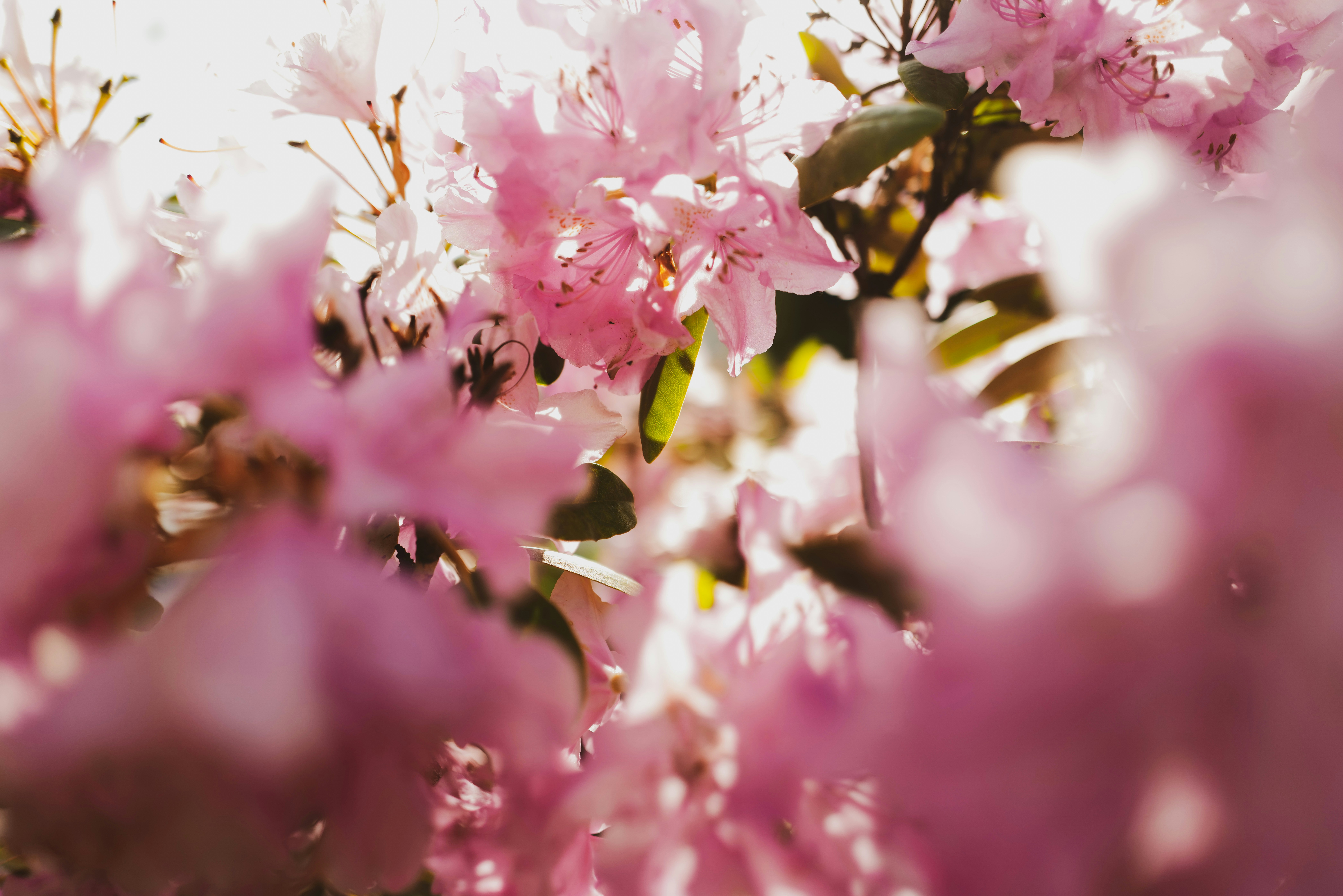 Photo by visuallert