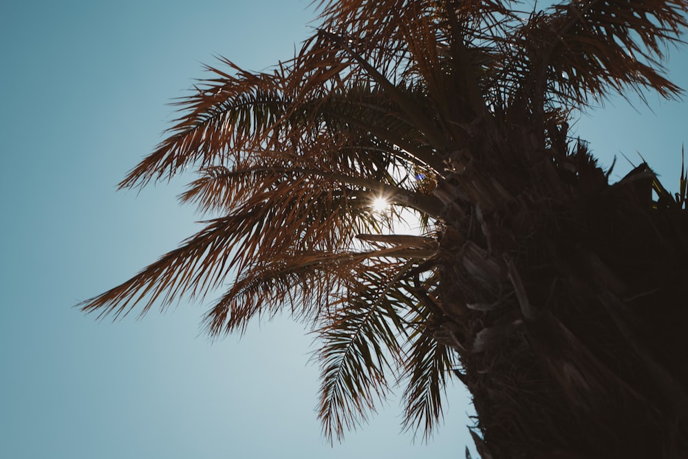 a palm tree with the sun shining through the leaves