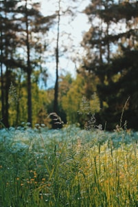 A serene forest scene with sunlight filtering through the trees, showcasing vibrant greenery and wildflowers.