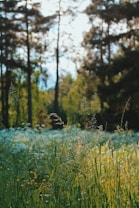 A serene forest landscape featuring tall trees with sunlight filtering through the branches. In the foreground, a meadow is filled with lush green grass and wildflowers, creating a peaceful and natural setting.