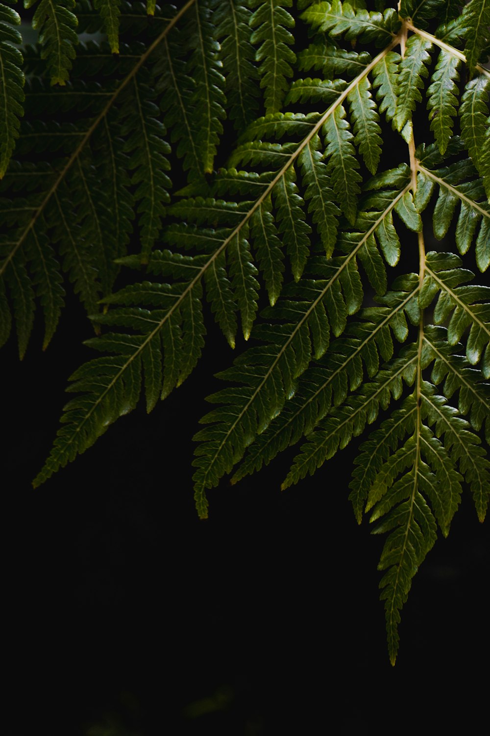 a close up of a green plant