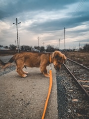 A small brown dog with a long tail is on a leash, standing next to a railway track. The setting is outdoors with an overcast sky, several utility poles, and barren trees in the background. The dog appears to be sniffing or examining the ground.
