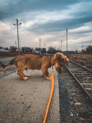 A small brown dog with a long tail is on a leash, standing next to a railway track. The setting is outdoors with an overcast sky, several utility poles, and barren trees in the background. The dog appears to be sniffing or examining the ground.