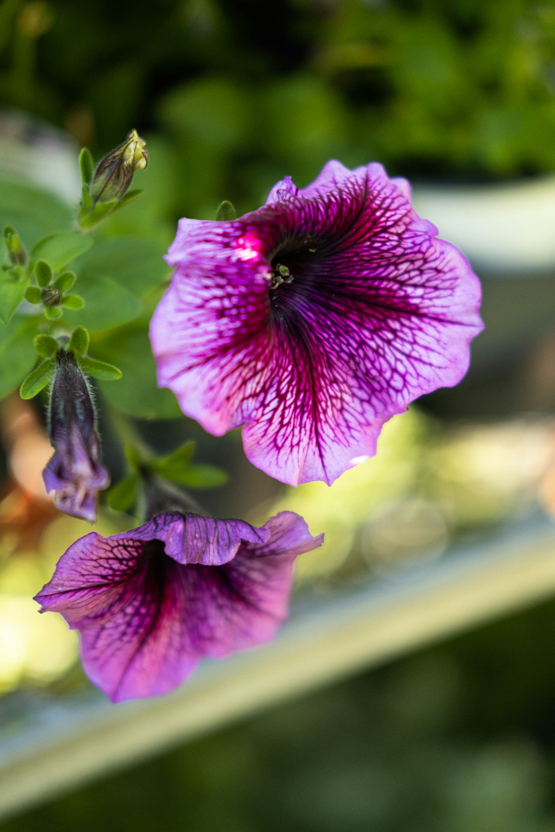 purple flower in tilt shift lens