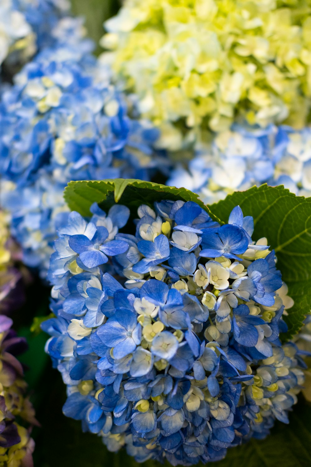 blue and white flowers in tilt shift lens