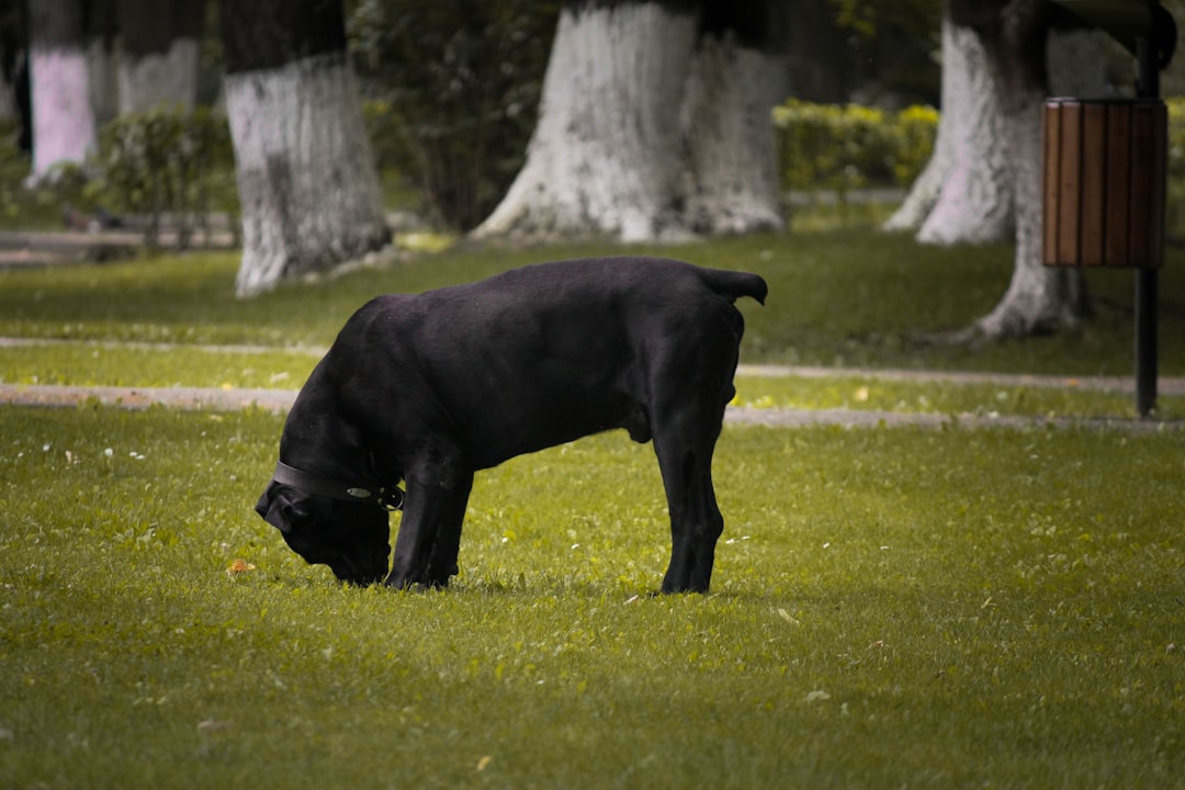 black short coat large dog standing on green grass field during daytime