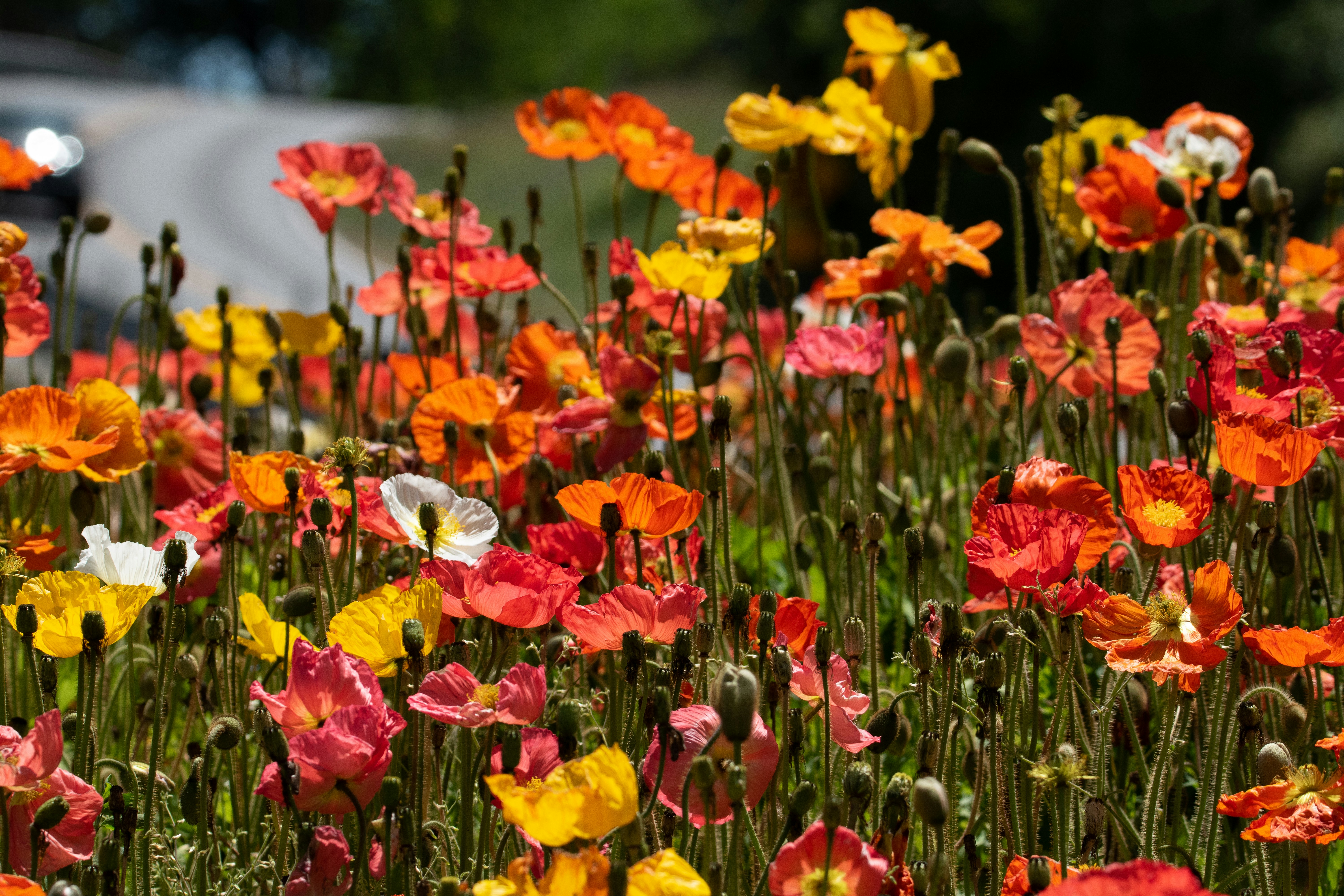 Photo by elisastonephotography