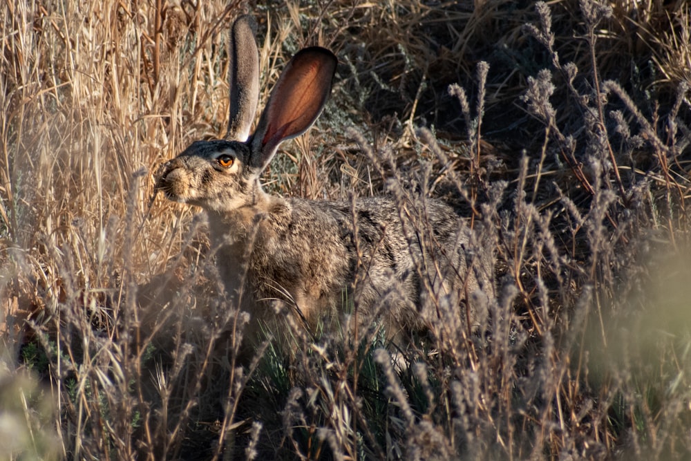 a rabbit is sitting in the tall grass