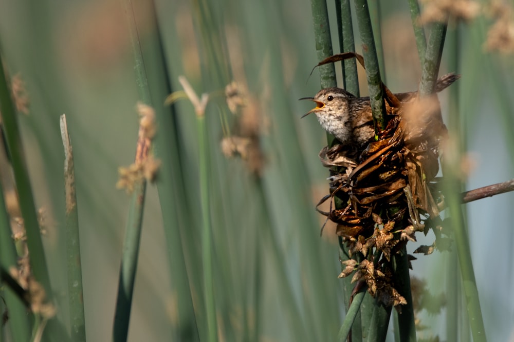 a bird sitting on top of a nest in a palm tree